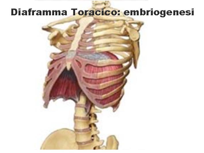 Diaframma Toracico embriologia 001 spine center