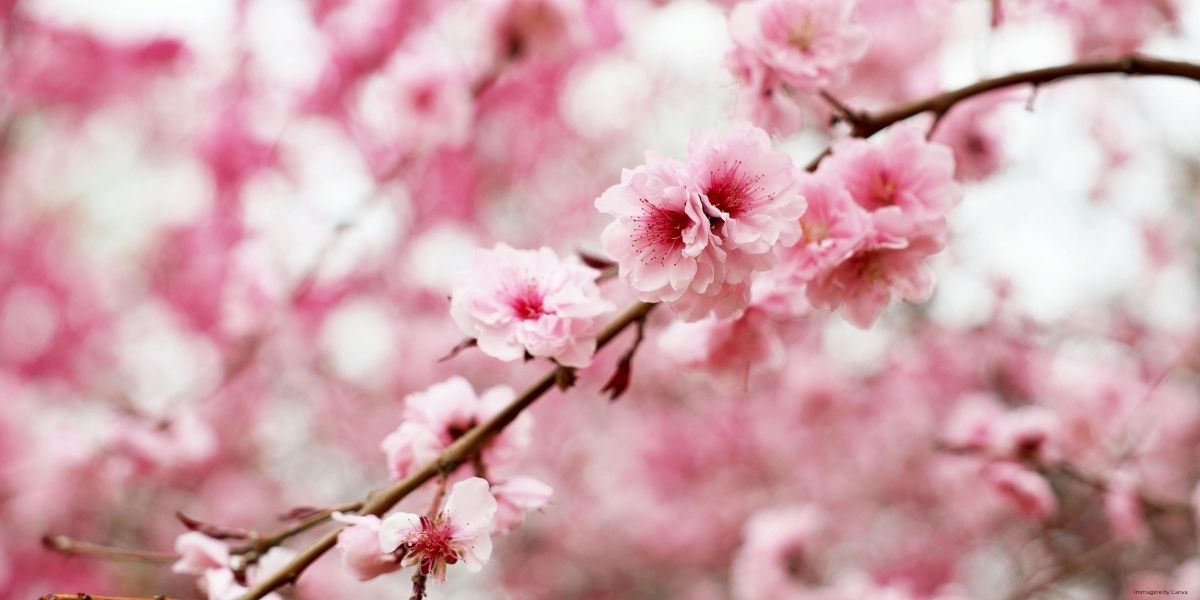 medicina-cinese-e-primavera-cosa-succede-al-corpo-e-come-puo-aiutare-lagopuntura