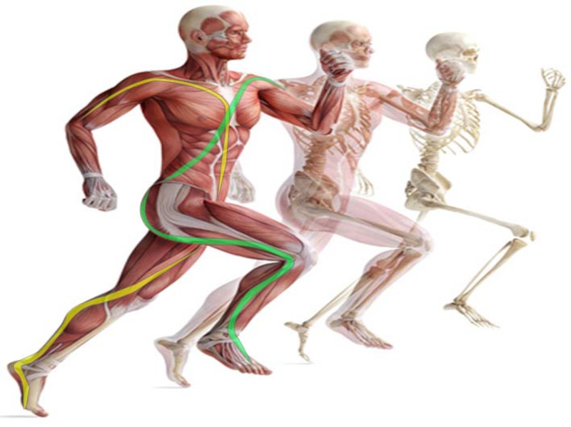 Equilibrio e catene miofasciali dell’arto inferiore: ruolo delle spirali