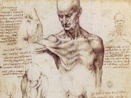 Patologia muscolo tendinea va rivisitata Anatomia Importanza delle catene miofasciali 001 spine center
