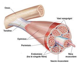 Patologia muscolo tendinea va rivisitata Anatomia Importanza delle catene miofasciali 006 spine center