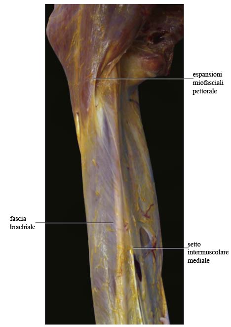 Patologia muscolo tendinea va rivisitata Anatomia Importanza delle catene miofasciali 012 spine center
