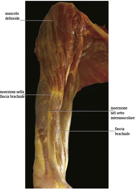 Patologia muscolo tendinea va rivisitata Anatomia Importanza delle catene miofasciali 013 spine center