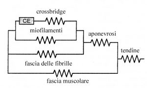 Patologia muscolo tendinea va rivisitata Anatomia Importanza delle catene miofasciali 014 spine center