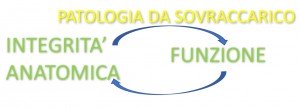 Patologia muscolo tendinea va rivisitata Anatomia Importanza delle catene miofasciali 002 spine center
