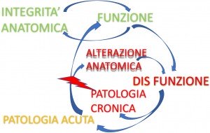 Patologia muscolo tendinea va rivisitata Anatomia Importanza delle catene miofasciali 005 spine center