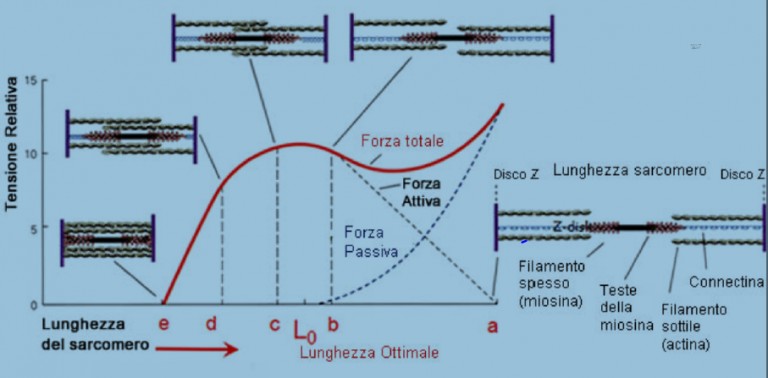 La forza nel Functional Range Conditioning
