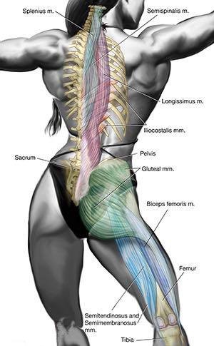 Reverse hyperextension per il low back pain 001 spine center