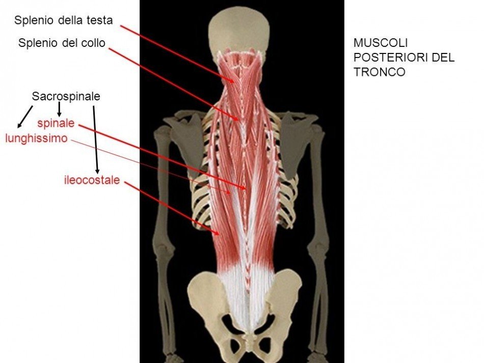 Erettori del rachide e allenamento 002 spine center