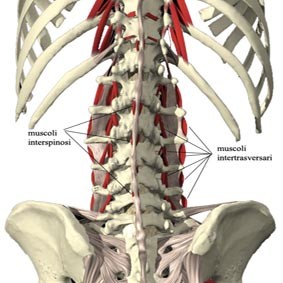 Lombalgia e Rinforzo Muscolare 002 spine center