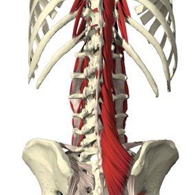 Lombalgia e Rinforzo Muscolare 003 spine center