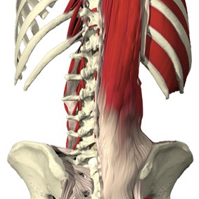 Lombalgia e Rinforzo Muscolare 004 spine center