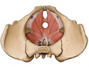 Riabilitazione Pavimento Pelvico 002 spine center