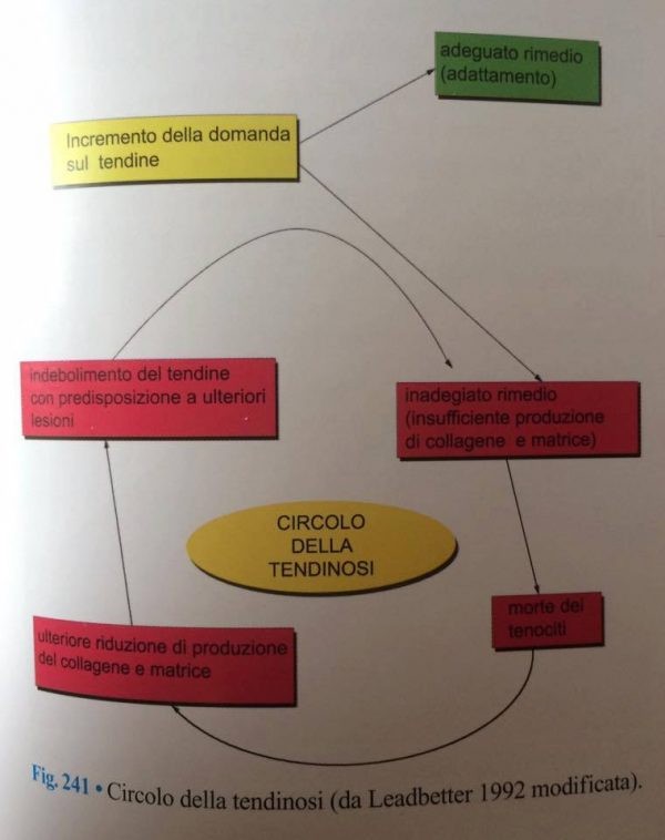 Ginocchio del Saltatore dal Eziopatogenesi alle recenti evidenze sugli effetti analgesici delle contrazioni isometriche 002 spine center