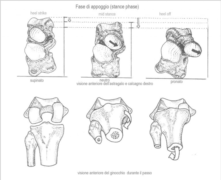 Sindromi da conflitto femoro acetabolare il ruolo della caviglia 003 spine center