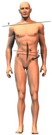 Catene Miofasciali e Postura 005 spine center