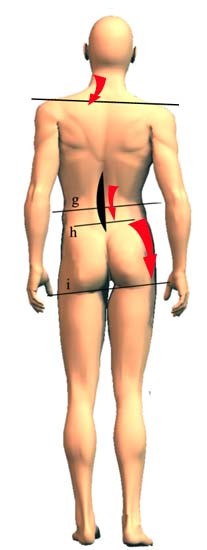 Catene Miofasciali e Postura 006 spine center
