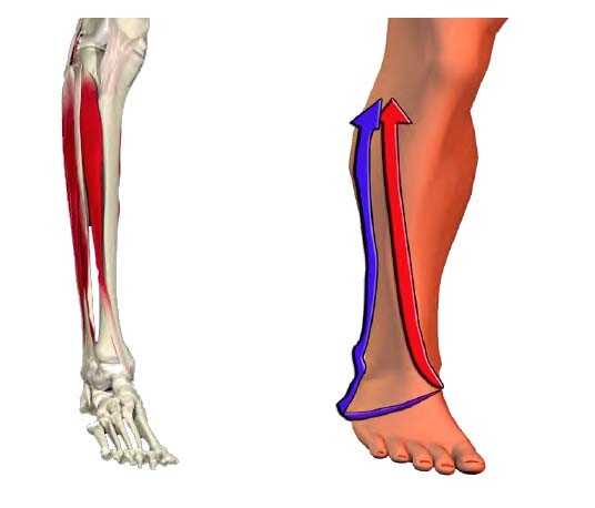 Catene Miofasciali e Postura 010 spine center