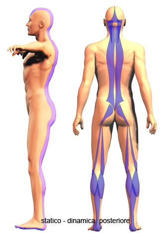 Catene Miofasciali e Postura 007 spine center