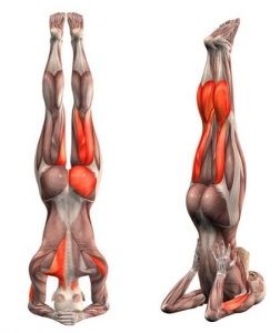 Diaframma in differenti posture valutato con la RMN 005 spine center