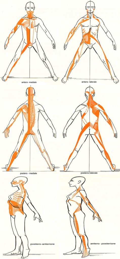 Considerazioni sulle catene miofasciali 002 spine center