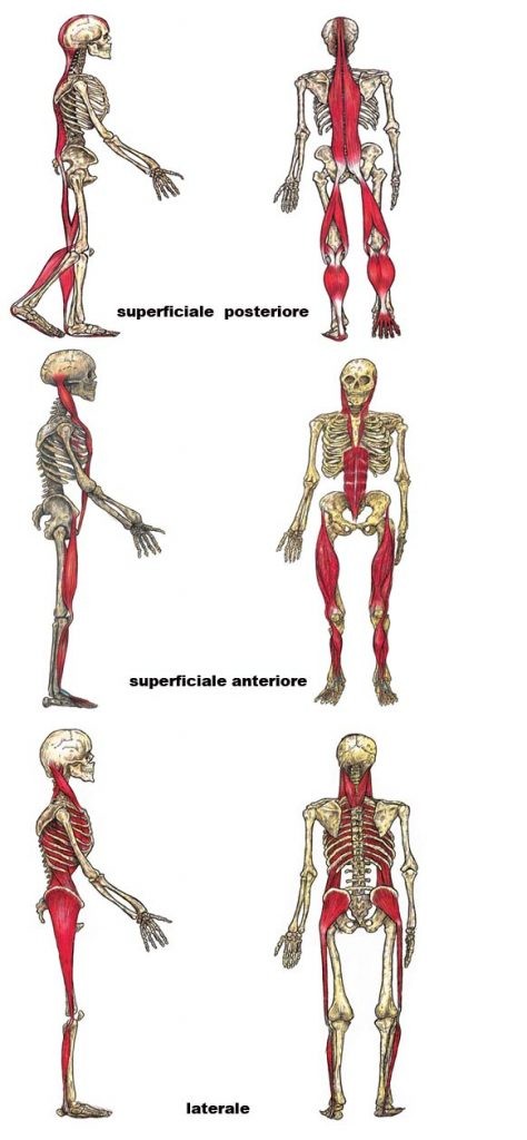 Considerazioni sulle catene miofasciali 008 spine center