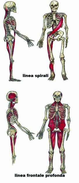 Considerazioni sulle catene miofasciali 009 spine center