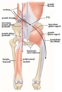 Legamento Sacro Tuberoso considerazioni anatomo cliniche 007 spine center