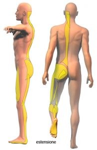 Legamento Sacro Tuberoso considerazioni anatomo cliniche 009 spine center