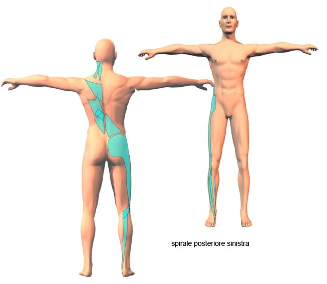 Legamento Sacro Tuberoso considerazioni anatomo cliniche 010 spine center