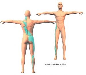 Patologia da sovraccarico e catene neuromiofasciali 012 spine center