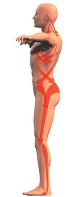 Interpretazione del Single Leg Balance Test nellottica delle Catene Miofasciali 003 spine center