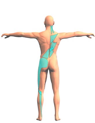 Interpretazione del Single Leg Balance Test nellottica delle Catene Miofasciali 004 spine center