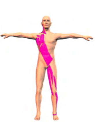 Interpretazione del Single Leg Balance Test nellottica delle Catene Miofasciali 005 spine center