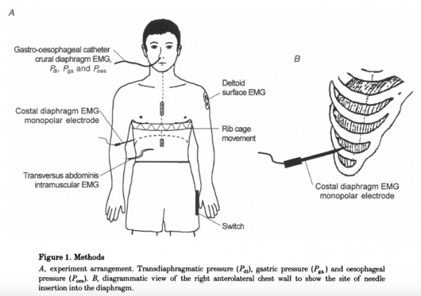 Diaframma Toracico e Postura 002 spine center