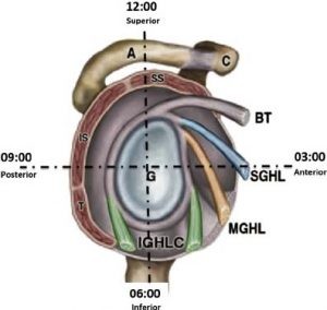 Instabilità di spalla quali muscoli rinforzare 003 spine center