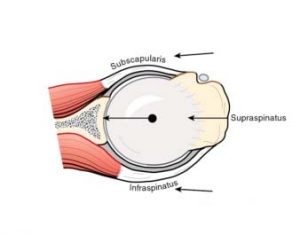 Instabilità di spalla quali muscoli rinforzare 010 spine center