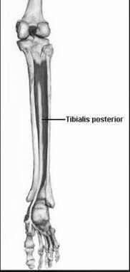 Tendinopatia del Tibiale Posteriore riflessioni teorico pratiche 002 spine center