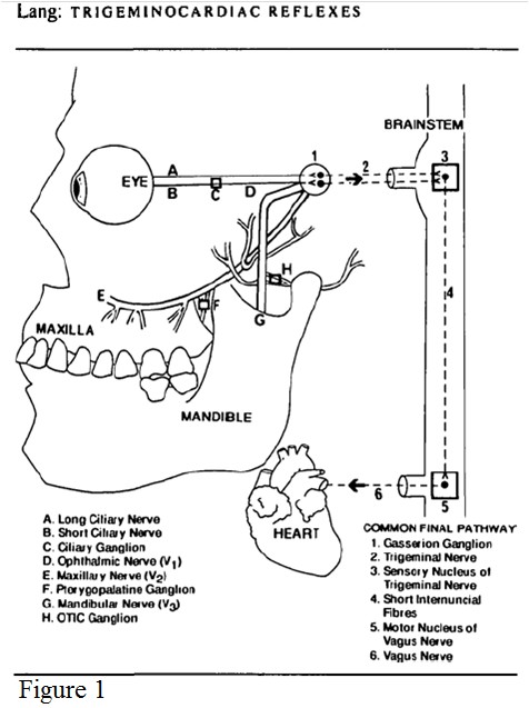 Dagli effetti bradicardici ed ipotensivi dell apertura mandibolare riflesso trigemino cardiaco al bruxismo Considerazioni dalla letteratura 002 spine center