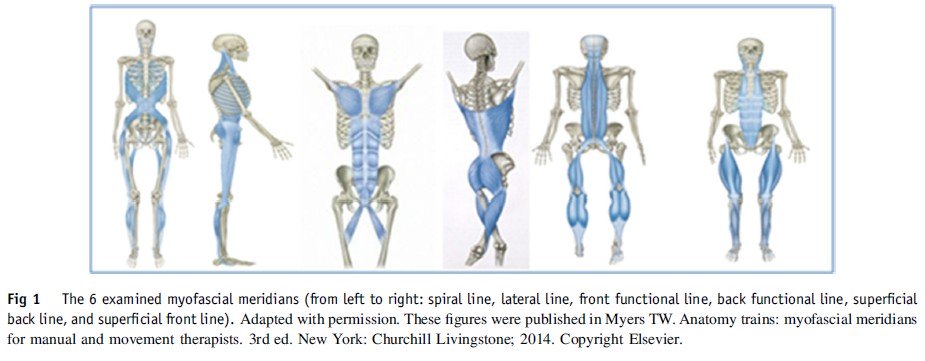 Le catene miofasciali revisioni della letteratura e considerazioni teorico pratiche 001 spine center