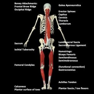 Le catene miofasciali revisioni della letteratura e considerazioni teorico pratiche 002 spine center