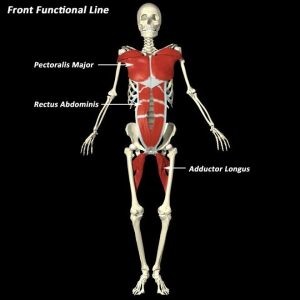 Le catene miofasciali revisioni della letteratura e considerazioni teorico pratiche 003 spine center