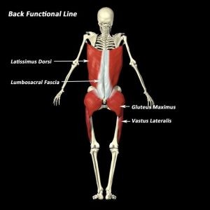 Le catene miofasciali revisioni della letteratura e considerazioni teorico pratiche 004 spine center