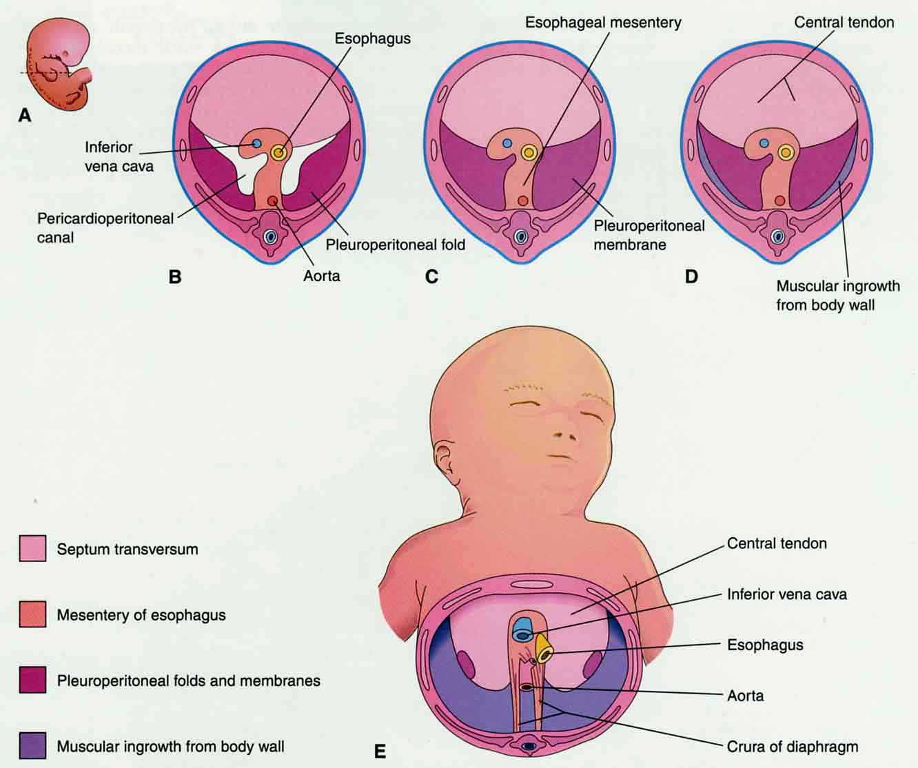 Malattia da reflusso gastro esofageo e terapia manuale 02 spine center
