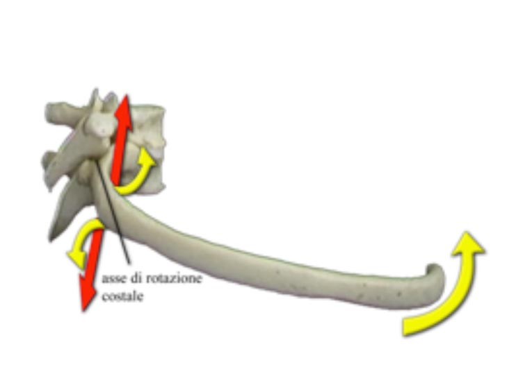 Diaframma Toracico funzione 009 spine center