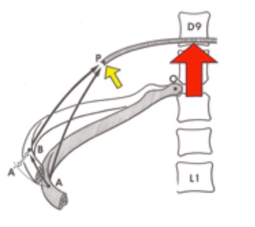 Diaframma Toracico funzione 004 spine center