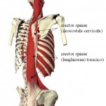 Diaframma Toracico funzione 006 spine center