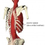 Diaframma Toracico funzione 007 spine center