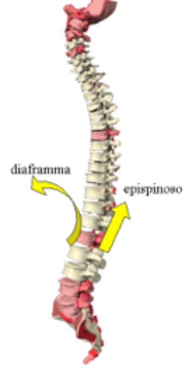 Diaframma Toracico funzione 010 spine center
