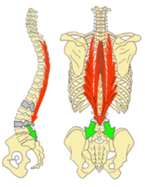 Diaframma Toracico funzione 012 spine center